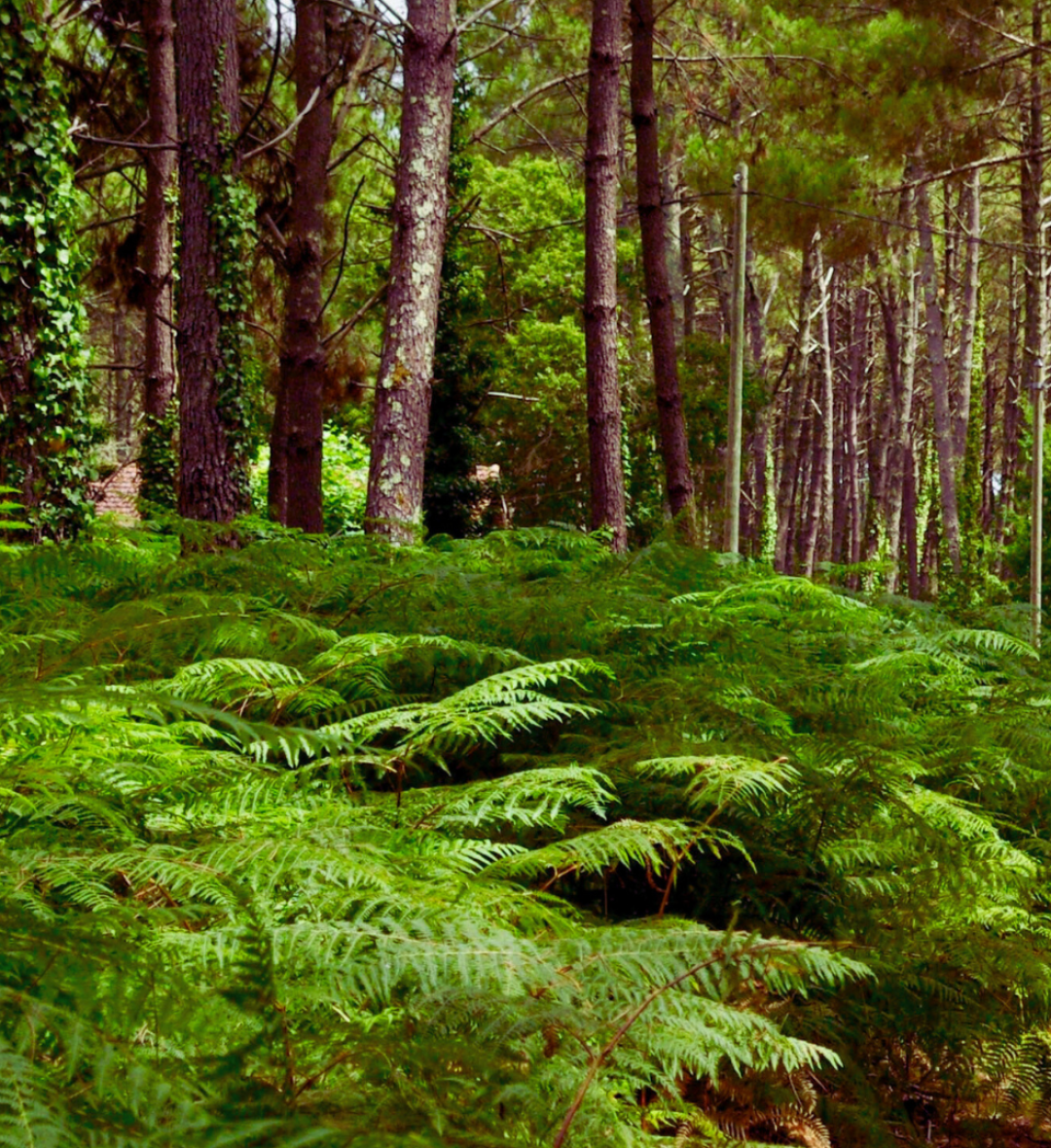 Forêts du Parc Naturel