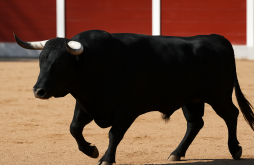 Toros y Salsa - du 1109 au 130926